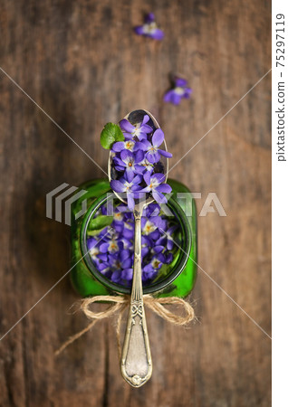 Herbaceous Perennial Plant Viola Odorata 75297119