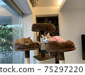 Cat Tower Battle 3 75297220