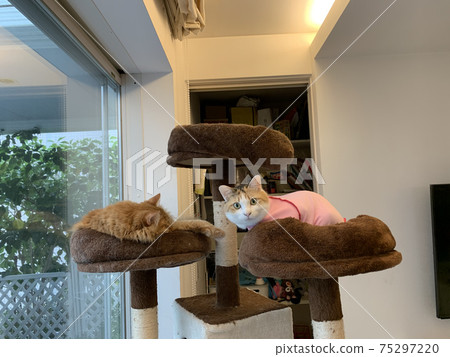 Cat Tower Battle 3 Cat Tower Battle 3 75297220