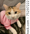 Calico cat who dislikes wearing clothes 75297222