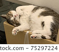 Sleepy Nya 75297224