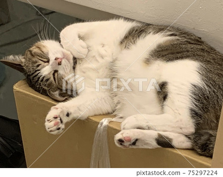 Sleepy Nya Sleepy Nya 75297224