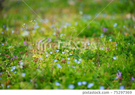 葉野花,波斯speedwell,亨比特死蕁麻,牧羊人的錢包6 葉野花,波斯speedwell,亨比特死蕁麻,牧羊人的錢包6 75297369
