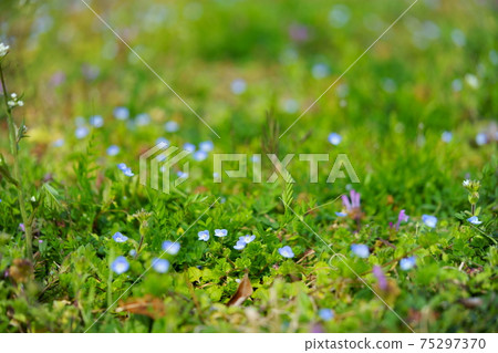 葉野花,波斯speedwell,亨比特死蕁麻,牧羊人的錢包5 葉野花,波斯speedwell,亨比特死蕁麻,牧羊人的錢包5 75297370