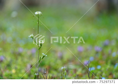 Leaf wildflower, Persian speedwell, Shepherd's purse 4 Leaf wildflower, Persian speedwell, Shepherd's purse 4 75297371