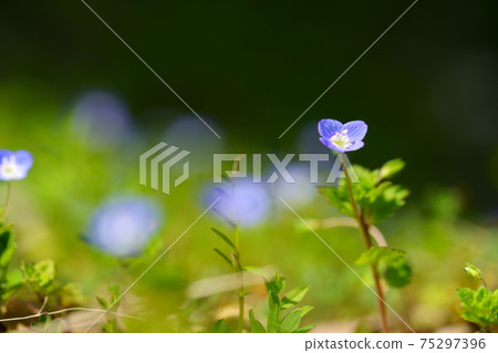 葉野花,波斯speedwell特寫7 葉野花,波斯speedwell特寫7 75297396