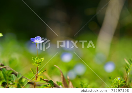 Leaf wildflower, Persian speedwell close-up 10 Leaf wildflower, Persian speedwell close-up 10 75297398