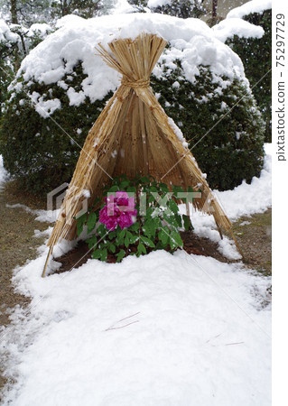 廣島淑景院白雪皚皚的牡丹 75297729