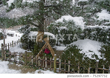廣島淑景院白雪皚皚的牡丹 75297732