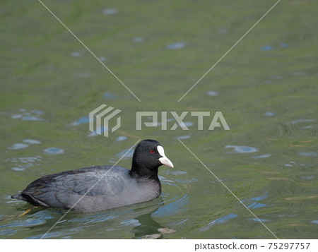 Pond coot Pond coot 75297757