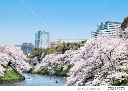 櫻花在千代gabuchi，東京盛開 75297773
