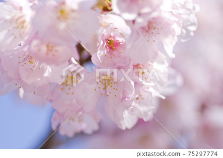 這是櫻花的特寫照片。櫻花的名字叫Okanzakura。 這是櫻花的特寫照片。櫻花的名字叫Okanzakura。 75297774