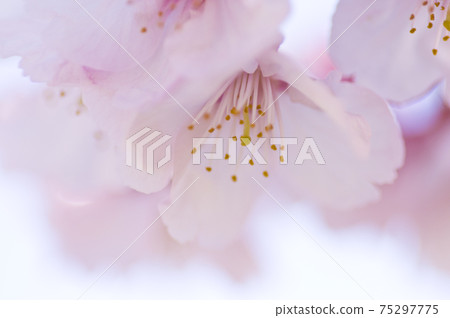 It is a close-up photo of cherry blossoms. The name of the cherry blossom is Okanzakura. It is a close-up photo of cherry blossoms. The name of the cherry blossom is Okanzakura. 75297775