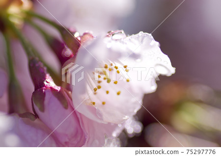 It is a close-up photo of cherry blossoms. The name of the cherry blossom is Okanzakura. It is a close-up photo of cherry blossoms. The name of the cherry blossom is Okanzakura. 75297776