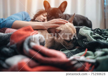 female and couple cute french bulldog dogs resting on bed with plaid at home 75298628