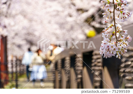 [山梨縣] Katsunumabudokyo中的Jinrokuzakura 75299589