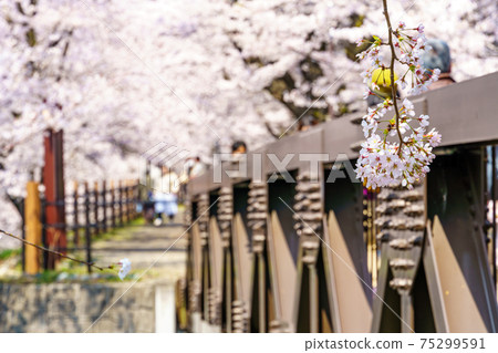 [山梨縣] Katsunumabudokyo中的Jinrokuzakura 75299591