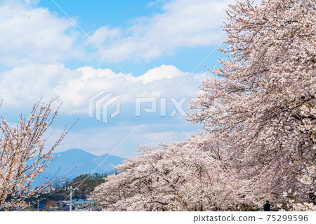 [山梨縣] Katsunumabudokyo中的Jinrokuzakura 75299596