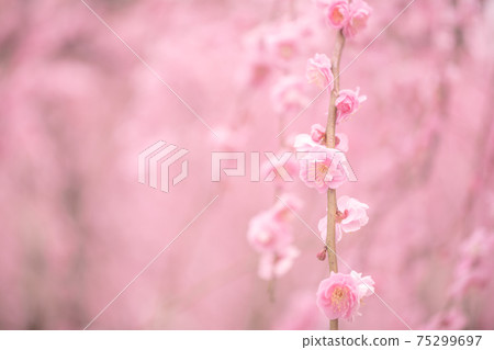 Flowers / plants Weeping plums 75299697