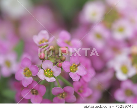 可愛的香雪球 75299745