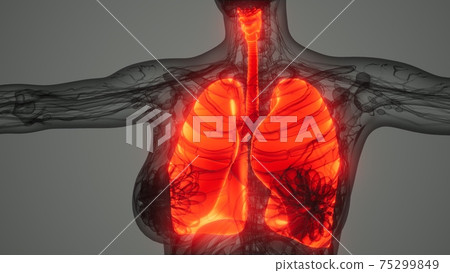 Human Lungs Radiology Exam 75299849