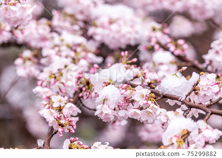 [Yamanashi Prefecture] Katsunumabudokyo Snow and cherry blossoms 75299882