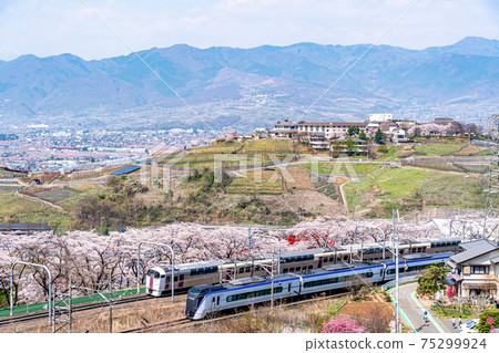 [山梨縣] Katsunumabudokyo中的Jinrokuzakura 75299924