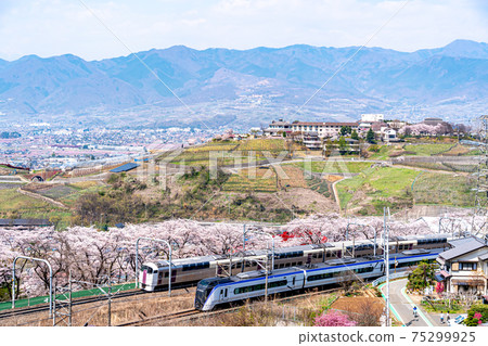 [山梨縣] Katsunumabudokyo中的Jinrokuzakura 75299925