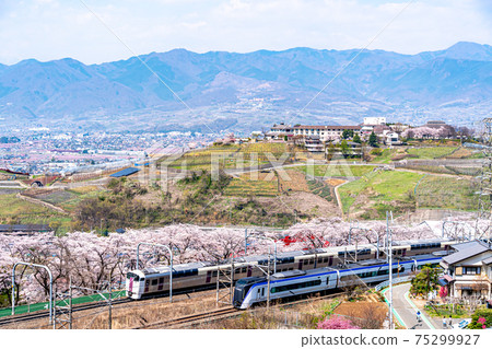 [山梨縣] Katsunumabudokyo中的Jinrokuzakura 75299927