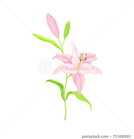Violet Lily on Stalk as Herbaceous Flowering Plant with Large Prominent Flower with Stamens Vector Illustration Violet Lily on Stalk as Herbaceous Flowering Plant with Large Prominent Flower with Stamens Vector Illustration 75300095