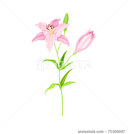 Violet Lily on Stalk as Herbaceous Flowering Plant with Large Prominent Flower with Stamens Vector Illustration Violet Lily on Stalk as Herbaceous Flowering Plant with Large Prominent Flower with Stamens Vector Illustration 75300097