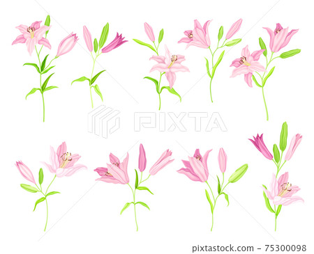 Lily on Stalk as Herbaceous Flowering Plant with Large Prominent Flower with Stamens Vector Set 75300098