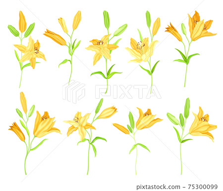 Lily on Stalk as Herbaceous Flowering Plant with Large Prominent Flower with Stamens Vector Set 75300099