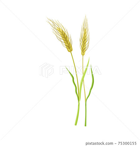 Ear of Wheat or Barley as Grain Crop or Cereal Specie and Cultivated Grass on Stalk with Inflorescences Vector Illustration 75300155