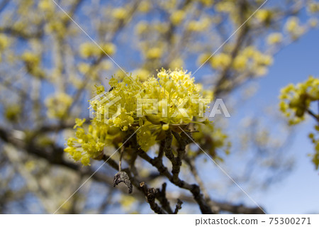 The cornel tree is in bloom with yellow flowers. 75300271