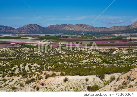Peach blossom in Cieza, Mirador El Horno in the Murcia region in Spain 75300364