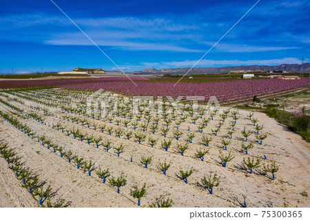 Peach blossom in Cieza, Mirador El Horno in the Murcia region in Spain 75300365