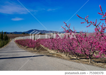 Peach blossom in Cieza, Mirador El Horno in the Murcia region in Spain 75300370