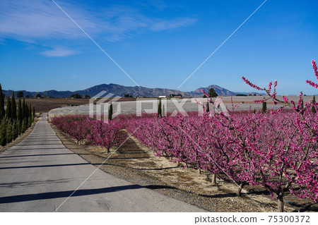 Peach blossom in Cieza, Mirador El Horno in the Murcia region in Spain 75300372