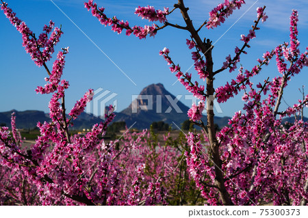 Peach blossom in Cieza, Mirador El Horno in the Murcia region in Spain Peach blossom in Cieza, Mirador El Horno in the Murcia region in Spain 75300373