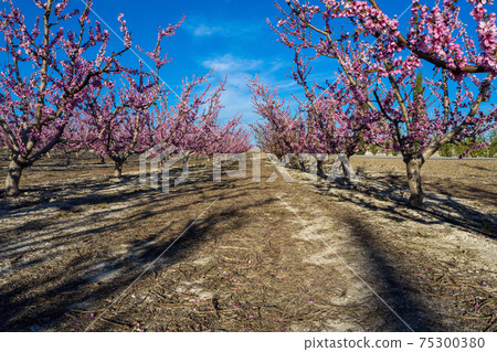 Peach blossom in Cieza, Mirador El Horno in the Murcia region in Spain 75300380