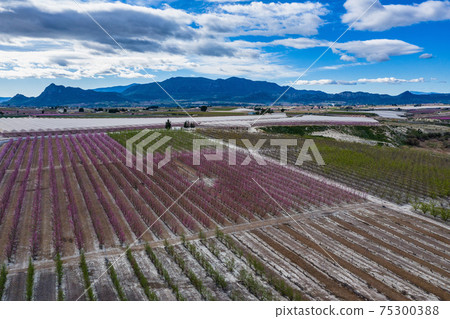 Peach blossom in Ascoy near Cieza in the Murcia region in Spain Peach blossom in Ascoy near Cieza in the Murcia region in Spain 75300388