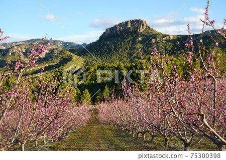 Peach blossom in Cieza La Torre in the Murcia region in Spain Peach blossom in Cieza La Torre in the Murcia region in Spain 75300398