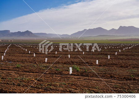 Very young Peach trees in Jumilla near Cieza in the Murcia region in Spain Very young Peach trees in Jumilla near Cieza in the Murcia region in Spain 75300406