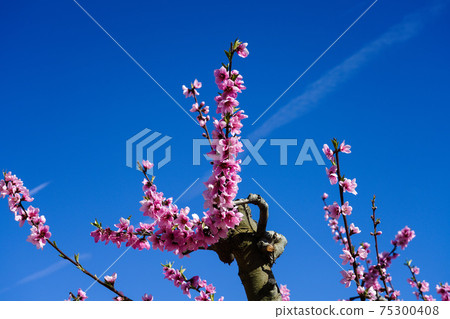 Peach blossom in Cieza, Soto de la Zarzuela in the Murcia region in Spain Peach blossom in Cieza, Soto de la Zarzuela in the Murcia region in Spain 75300408