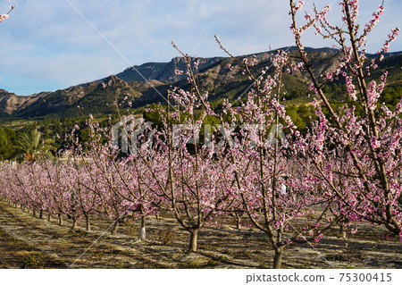 Peach blossom in Cieza La Torre in the Murcia region in Spain 75300415