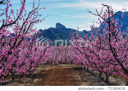 Peach blossom in Cieza, Soto de la Zarzuela in the Murcia region in Spain 75300419