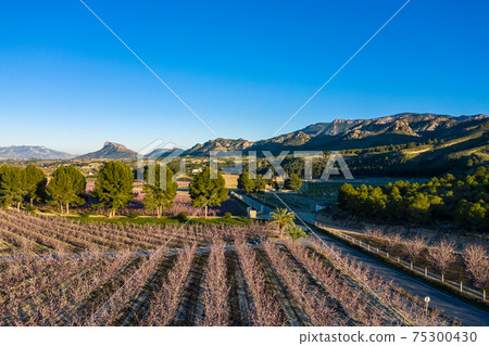 Peach blossom in Cieza La Torre in the Murcia region in Spain 75300430