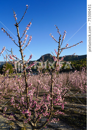 Peach blossom in Cieza La Torre in the Murcia region in Spain Peach blossom in Cieza La Torre in the Murcia region in Spain 75300431
