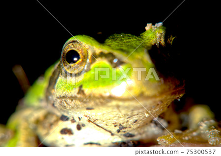 一隻青蛙 75300537